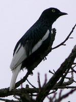 白尾伞鸟 白尾伞鸟的图片