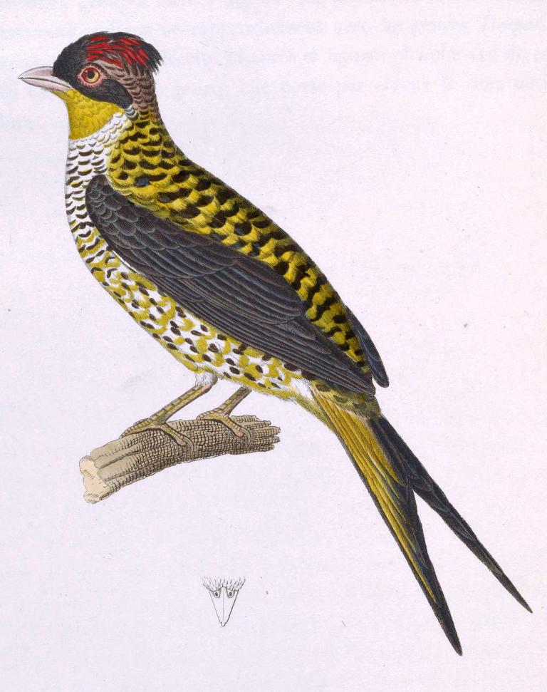 ��βɡ���ͼƬ