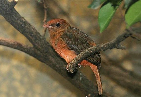 �����Ǻ�ɡ��