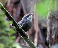 ��ü�����ͼƬ