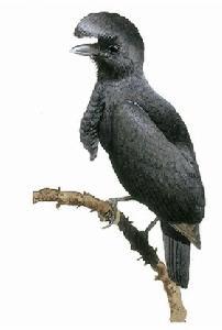 ������ɡ��