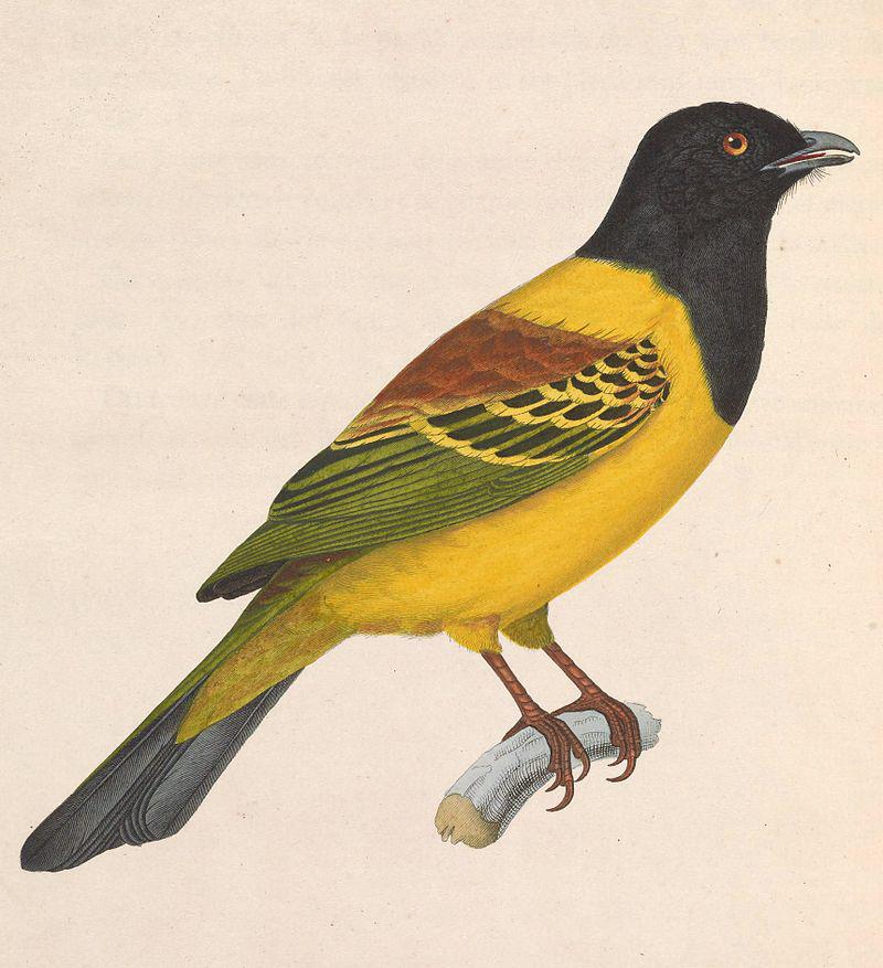 ��ʳ��ɡ���ͼƬ