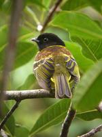 ��ʳ��ɡ��