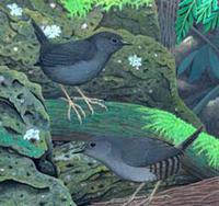 鼠色窜鸟 鼠色窜鸟的图片