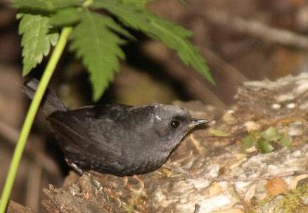 安第斯窜鸟 安第斯窜鸟的图片