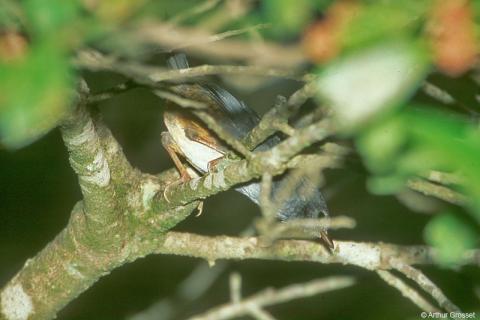 巴西窜鸟 巴西窜鸟的图片