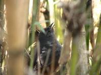 ��в�����ͼƬ