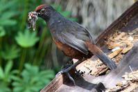 �ں�������