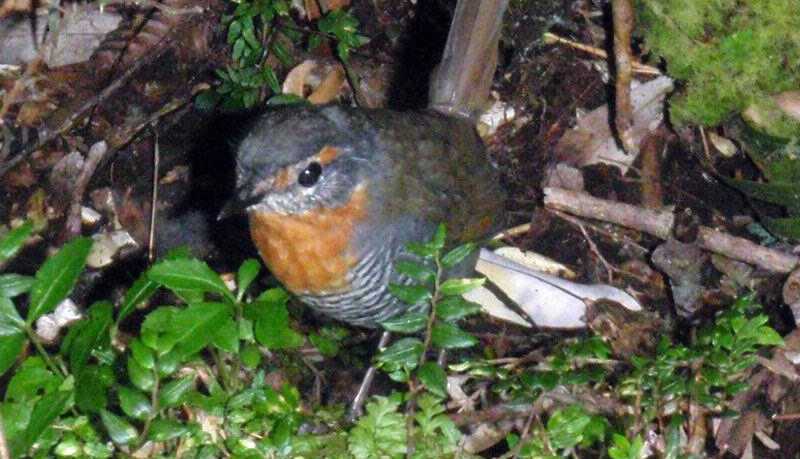 ���������ͼƬ