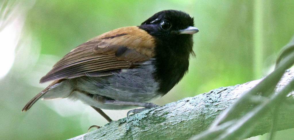 冠食蚊鸟 冠食蚊鸟的图片