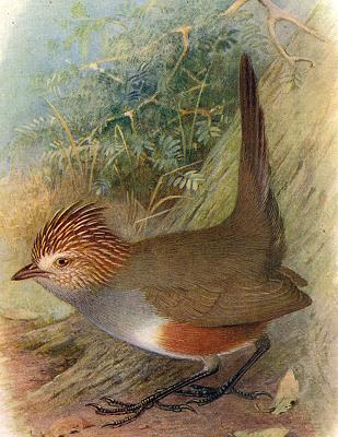 �ڴ����ͼƬ