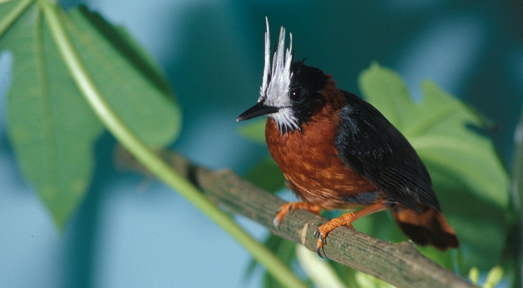 ���������ͼƬ