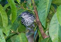 亚马逊纵纹蚁鹩 亚马逊纵纹蚁鹩的图片