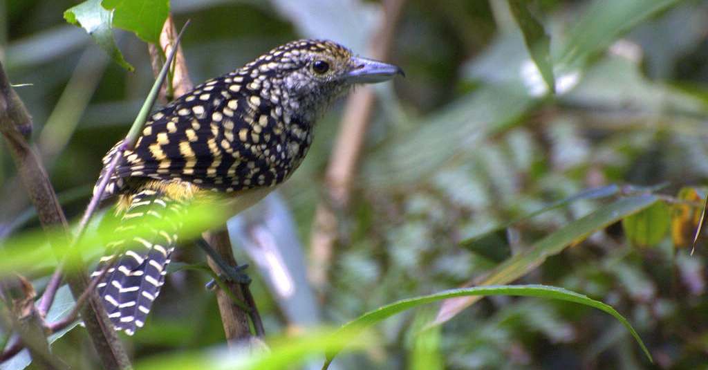 斑背蚁鵙 斑背蚁鵙的图片