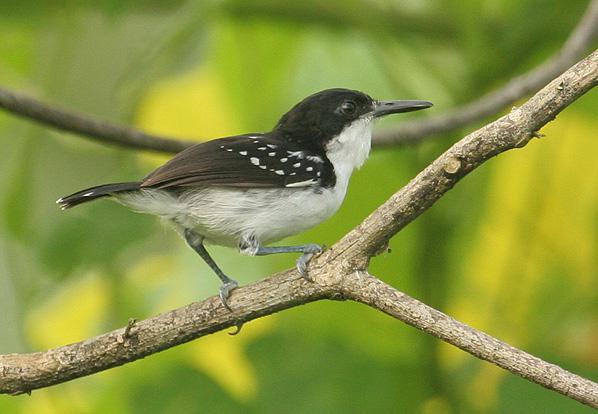 黑白蚁鸟 黑白蚁鸟的图片