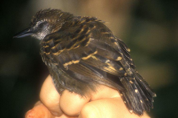 �°�����