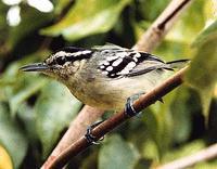 ԭ���ӵ�ͼƬ