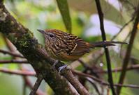 长尾蚁鸟 长尾蚁鸟的图片