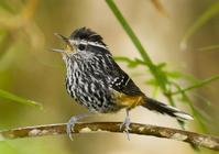 ���������ͼƬ