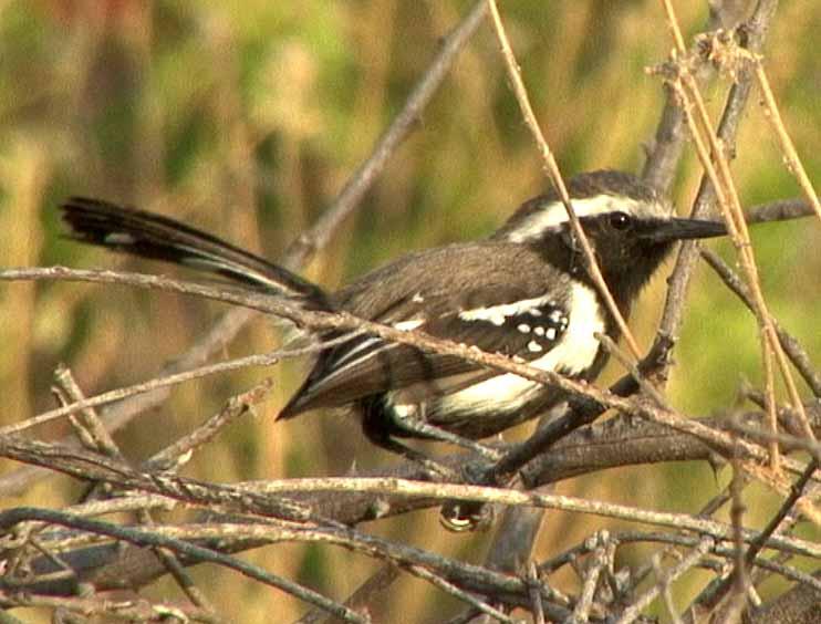 �ڸ����ӵ�ͼƬ