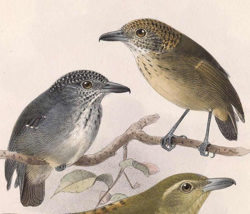 斑点冠蚁鵙 斑点冠蚁鵙的图片