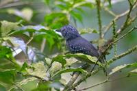 �ߵ�����V