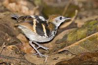 ���������ͼƬ