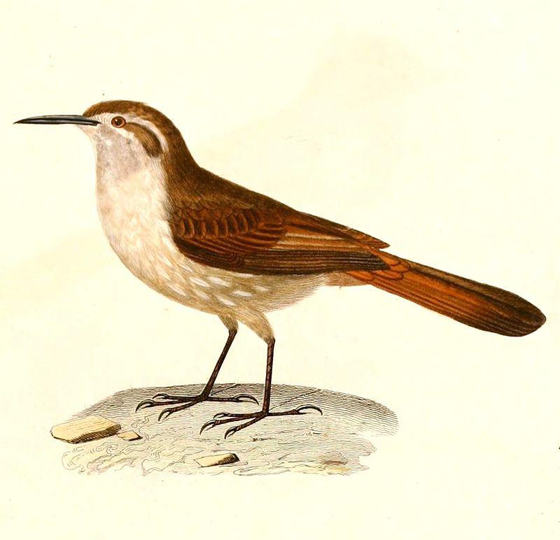 ֱ������ȸ��ͼƬ