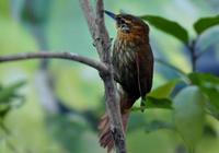 棕颈拾叶雀 棕颈拾叶雀的图片