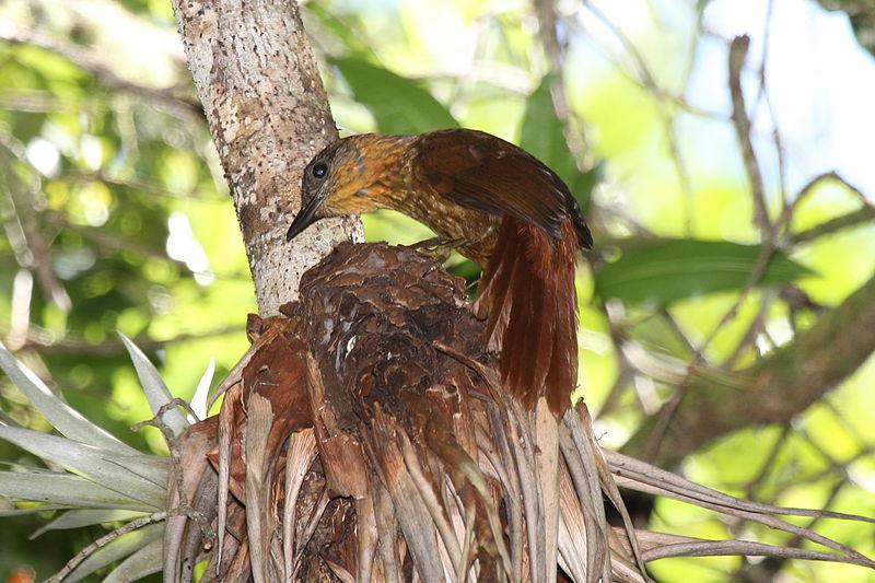 ��������ȸ��ͼƬ