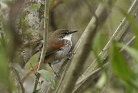 ��Ȧ��βȸ��ͼƬ