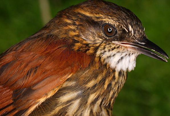 ������βȸ��ͼƬ