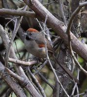 银喉针尾雀 银喉针尾雀的图片