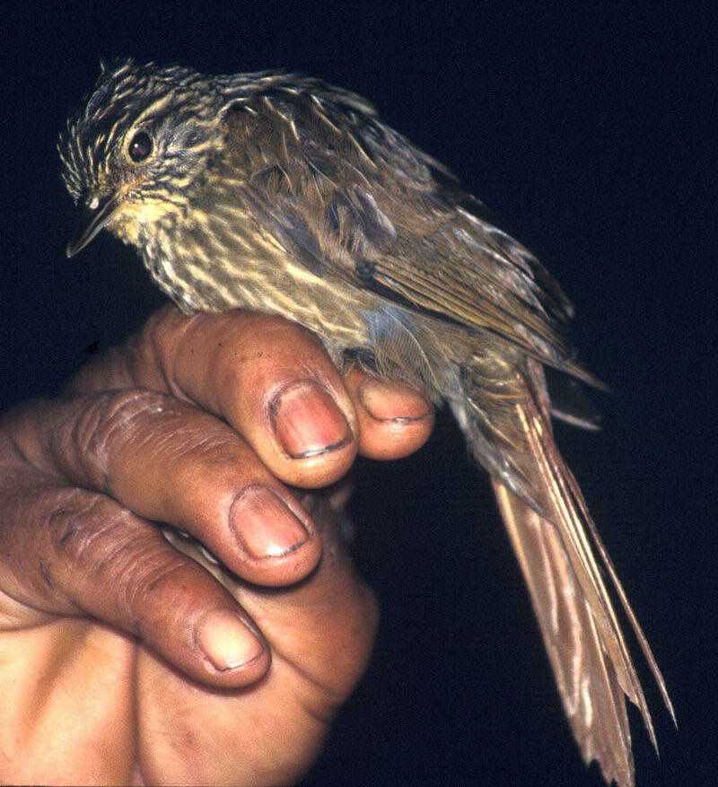 线纹拾叶雀 线纹拾叶雀的图片