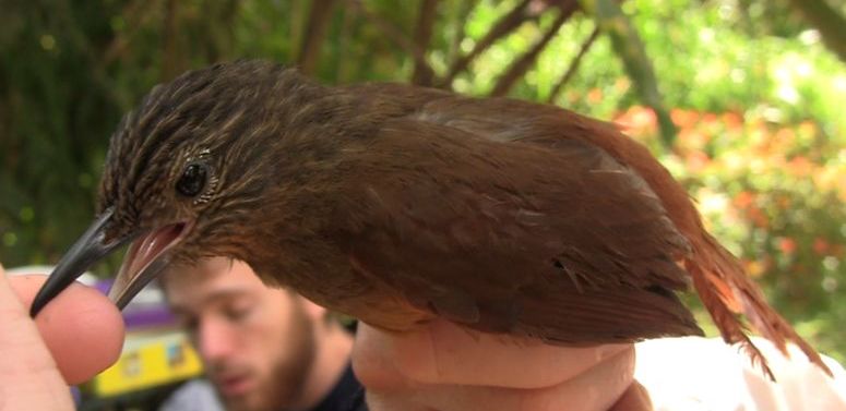 纵纹树猎雀 纵纹树猎雀的图片