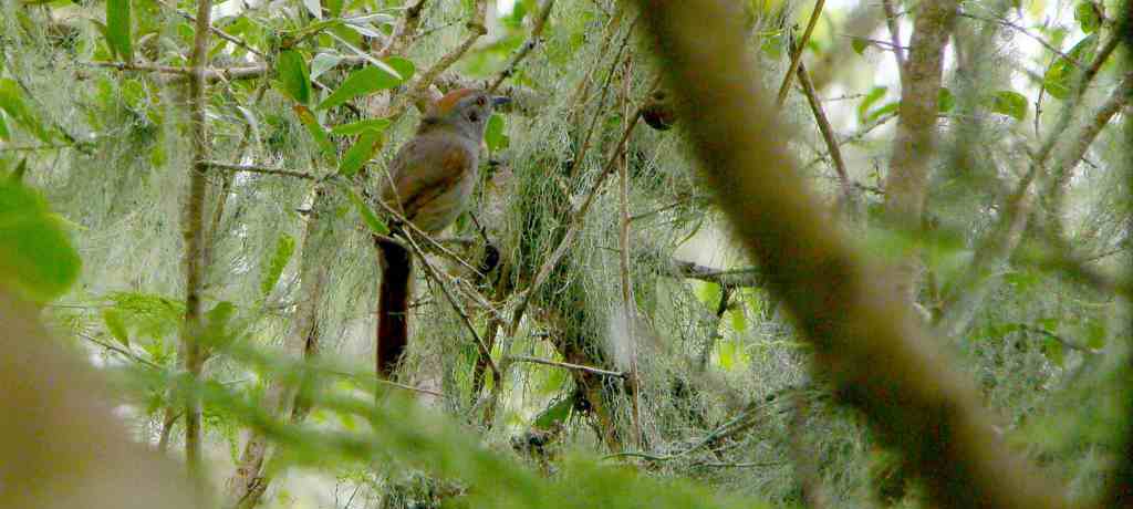 �̶���βȸ��ͼƬ