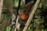 锈头针尾雀 锈头针尾雀的图片
