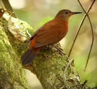 ����Ӳβȸ��ͼƬ