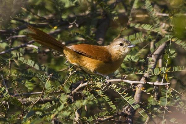 ��������βȸ��ͼƬ