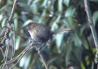 �ں���βȸ��ͼƬ