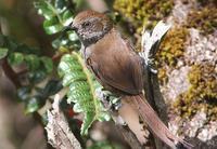 ��ɽ��βȸ��ͼƬ