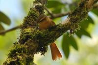 ����ʰҶȸ��ͼƬ