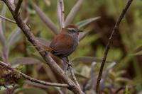 ���βȸ��ͼƬ