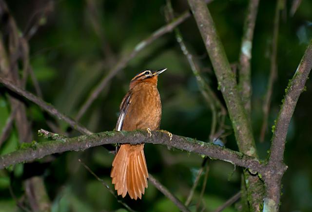 �ڶ�ʰҶȸ��ͼƬ