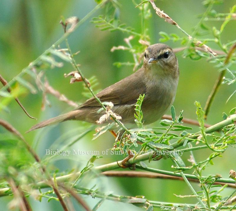άɽ��βȸ��ͼƬ