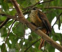 ���ƴؼ����