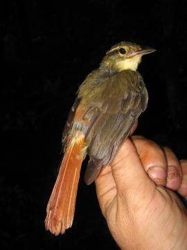 ����ʰҶȸ��ͼƬ