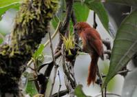 锈背软尾雀 锈背软尾雀的图片
