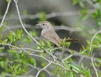 小棘雀 小棘雀的图片