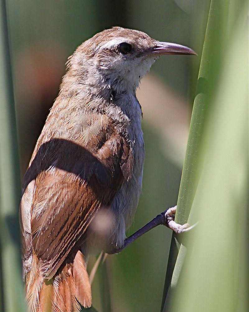 ����«ȸ��ͼƬ